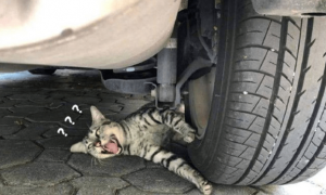 男子发现车轮下压了只猫，蹲下一看扭头就走：没受过这委屈