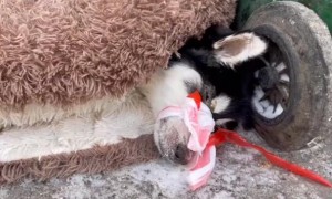 犬瘟后期被绑住嘴抛弃的哈士奇，如今全身不能动，可它还是尽量表达着感激