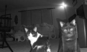 男子在家装设监视器 意外拍到二猫超有戏的模样