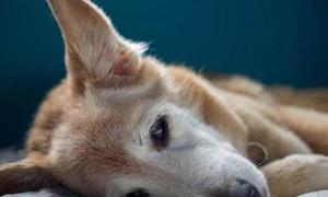 如何诊断宠物过敏，宠物过敏有什么症状？