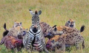 鬣狗连狮子都不怕，为何害怕非洲人？看看非洲人怎么对它