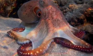 章鱼的智商到底有多高？为何总有人认为它不属于地球生物？