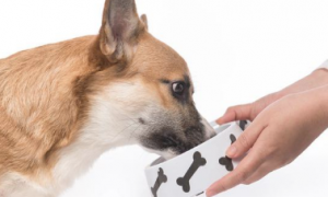 狗狗对你有感觉的10种主要表现，检测你狗缘的那时候来到