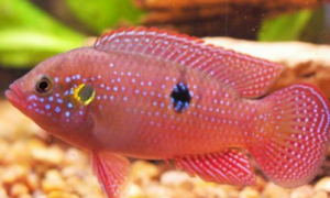 红宝石鱼怎么养 该鱼最好是单独饲养
