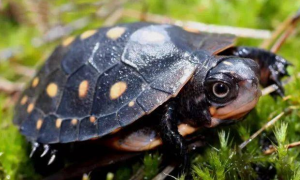星点龟可以长多大？怎么饲养得好？