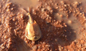 澳洲大雨惊见沙漠虾 历经2亿年竟还是长一样