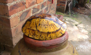 黄额闭壳龟是陆龟吗？黄额闭壳龟是陆龟还是水龟？