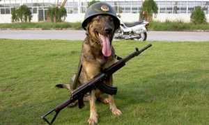 退役的军犬怎么处理？