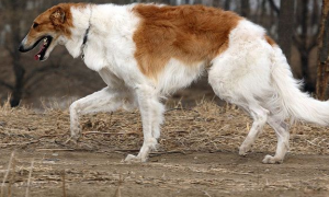 世界名犬之俄罗斯大奔——苏俄牧羊犬