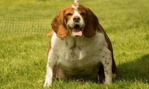 狗狗减肥的四种方法