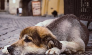 宠物狗身上伤口化脓，用这种特殊疗法你能接受吗？