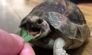 吃菜龟最大有多大？中国允许养的大型龟