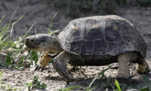 沙漠地鼠龟的寿命？沙漠地鼠龟寿命多少？