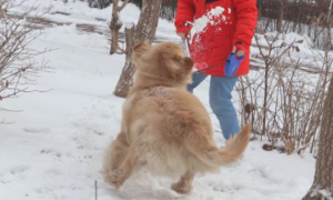 女儿带金毛出去玩雪，結果被它给拽倒了，吓得赶快去扶起