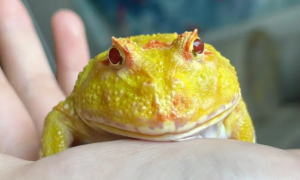 角蛙繁殖 角蛙在饲养时的几个注意事项
