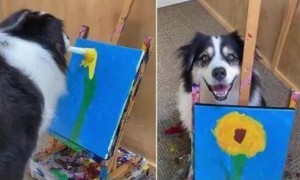 国外一只宠物狗画画有模有样 在Ins收获百万粉丝