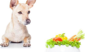 养宠物的注意了：长期性喂这几类食材，狗狗的身体会“坏掉”的