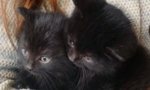 家养两黑猫，却是两种不同性格，比如玩个逗猫棒的时候！