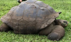 加拉帕戈斯象龟是恒温动物吗?