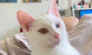 异瞳猫生出来的猫就是异瞳吗