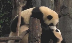 熊猫妈妈趁娃娃不在家睡个午觉，没想到坑人的小熊猫太能闹了
