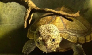 一文给你讲，哈雷拉泥龟可以冷水过冬吗