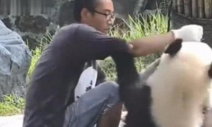 熊猫为了食物跟饲养员撒娇，画面暖人又感人