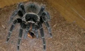 巴西所罗门食鸟蜘蛛：体型巨大、生长迅速的捕鸟蛛