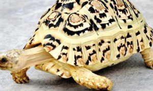 豹纹陆龟可以吃芦荟吗