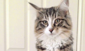 小偷猫离家出走消失 14个月后被发现在宠物食品厂
