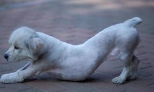 狗狗常常“伸懒腰”，代表什么意思？