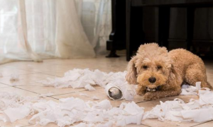 狗狗喜爱用手撕纸，实际上是有5种糟糕的预兆，你都清晰吗？