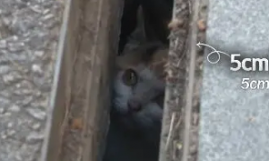 猫咪被困5厘米宽下水道，终获救援！