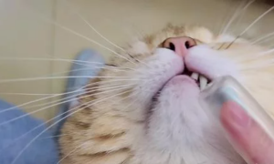 “第一次给我家猫咪刷牙，我被它骂了一晚上”