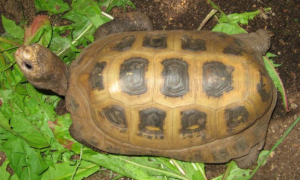 缅甸陆龟饲养环境？