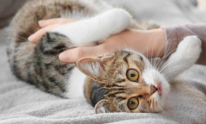猫咪异食癖的症状及防治，养猫必看！