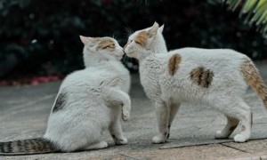 训练两只猫咪相处小妙招,猫咪快速和谐相处!