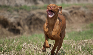 国内极其少见的犬种，智商和体能的完美结合——维兹拉犬！