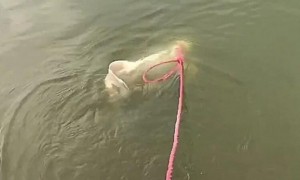 看到有人牵着宠物在河里游泳，本来以为是条狗