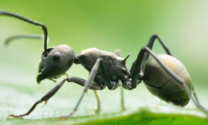 蚂蚁的生活方式和特点有哪些？