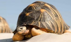 辐射陆龟爱互动吗？这里告诉你答案