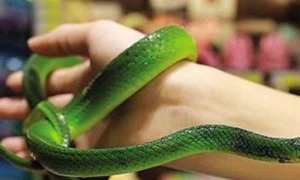 翠青蛇有毒吗 翠青蛇是一种比较常见的无毒蛇