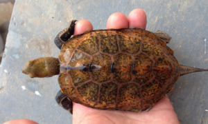 三弦巨型鹰嘴泥龟能长多大啊？