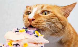 为啥有的猫爱吃甜食，不是尝不出甜味吗？