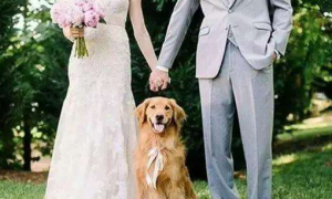 即使无法行走也要看着你幸福，狗狗罹患脑瘤坚持参加主人婚礼