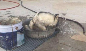 狗狗趁主人接听电话時间去冼澡，主人回过头就被气晕！
