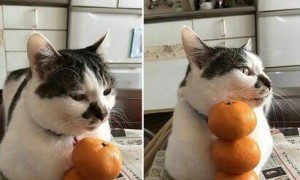 讨厌橘皮却不抵抗 猫咪挑战橘子叠叠乐无奈