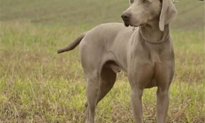魏玛猎犬，外表精致活得“糙”，不矫情的银色贵族！