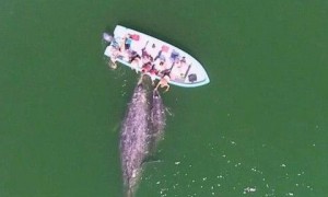 客在墨西哥海域乘船观光时偶遇灰鲸母子