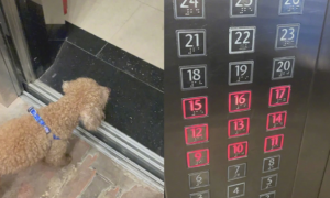 狗独自一人坐电梯，网民逐一按楼房给它找家，花了10分鐘总算找到
